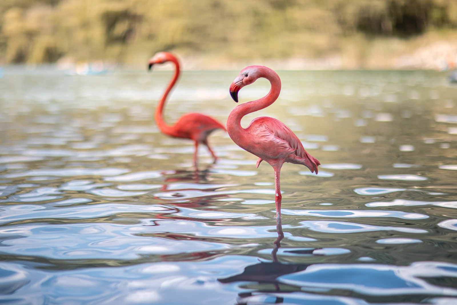 Fiberglass resin flamingo shaped art lamp FL080 6 Flamingo sculpture
