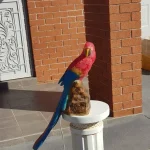 Resin bird sculpture